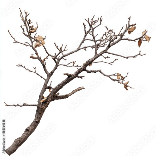 Bare tree branch with dried leaves against white background