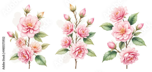 Elegant Pink Camellia Blossoms  Floral Art  Botanical Illustration  Wedding  Spring  Natur