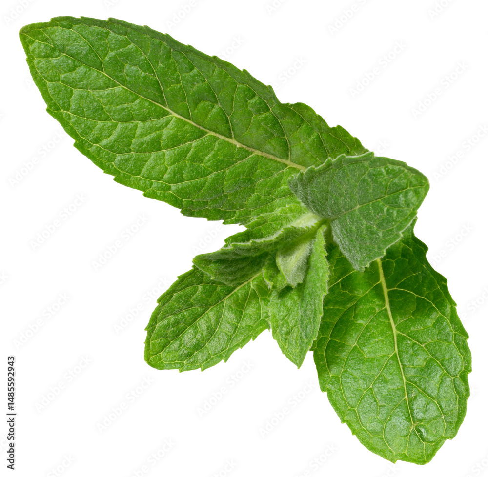 Obraz premium Fresh green mint leaves on isolated background, showing their vibrant color, detailed texture, and natural veining