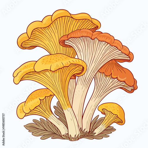 a-cluster-of-golden-chanterelle-mushrooms-with-ruf (1).eps