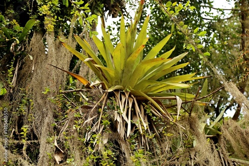 Lush tropical plants hanging from a large tree, highlighted by a bromeliad. Gray lichens in long threads.