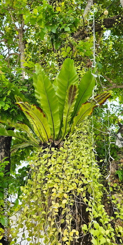 Bird’s nest fern (Mistletoe) grows on large trees and is also accompanied by the parasitic plant Dischidia oiantha Schltr. Asplenium nidus L. Underside of leaf have longitudinal bands of upspores 
 photo