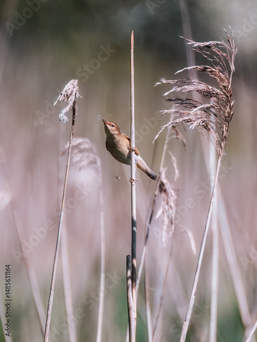 reed warbler sitting on the reeds