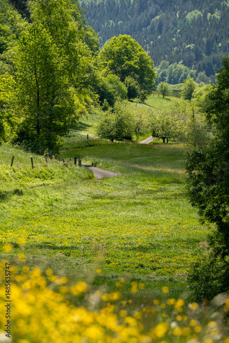 Kurviger Radweg durch grüne Wiesen mit Bäumen
