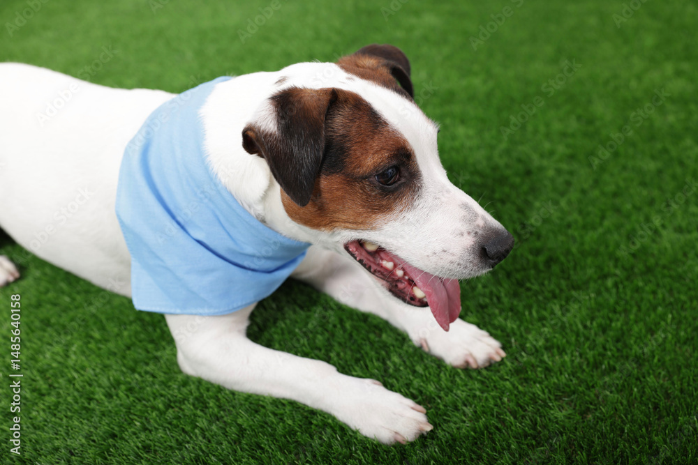 Fototapeta premium Cute Jack Russell Terrier dog lying on green grass