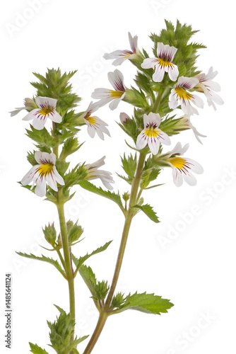 Eyebright isolated on white background