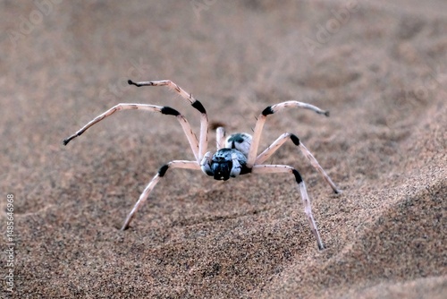 Close up of big spider Cerbalus on desert of Sahara, Marocco. It is a huntsman spider.