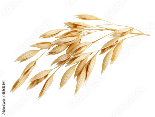 Isolated single oat stalk