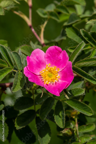 Dog rose, Rosa canina, is an important medicinal plant with pink or white flowers and is used in medicine. It is a wild rose and has red rosehip fruits in the fall