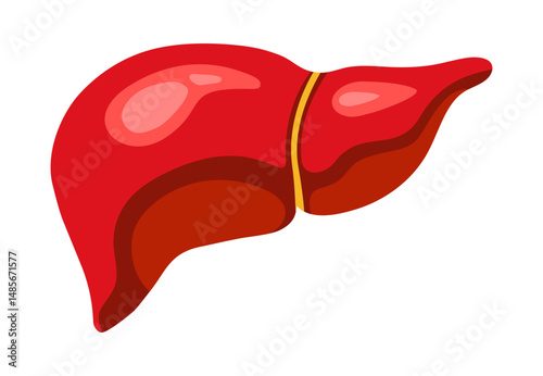 Human liver vital internal organ, colorful icon. Medical healthcare symbol isolated vector illustration