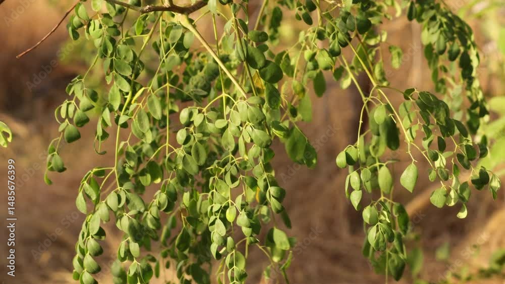 fresh moringa leaves, moringa oleifera Close-up of fresh moringa leaves on the tree, Moringa leaf is rich in nutrients and antioxidants. Drumstick Tree Fruit, Also Known as Horseradish Tree