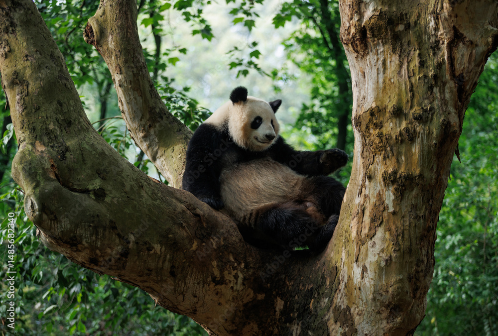 Obraz premium One giant panda in park