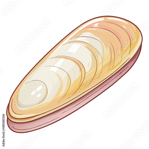 Close-up photograph of a single, elongated razor clam shell, showcasing its smooth, narrow, and slightly curved form; emphasizing texture and subtle coloration.