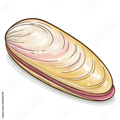 a-razor-clam-shell--long-and-narrow-with-smooth-sh.eps