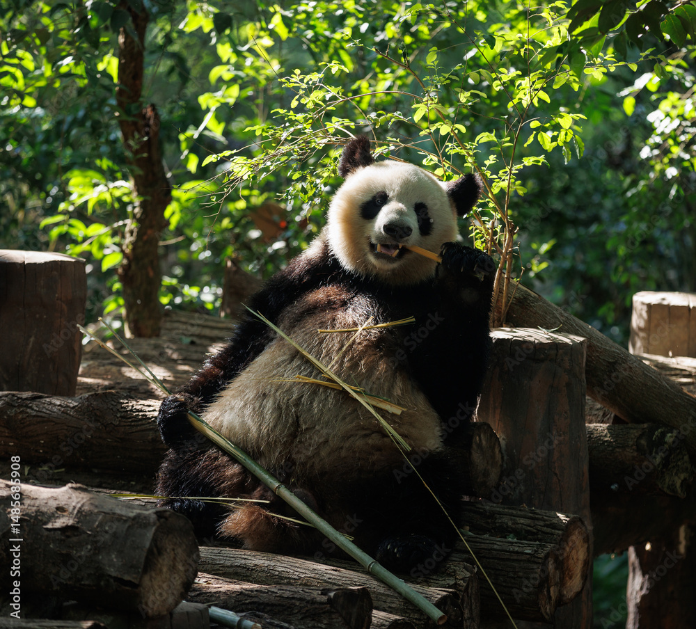Obraz premium Giant panda eat bamboo leaves at chengdu, china