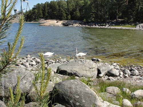 Baby swans photograph taken in Hanko, Finland photo