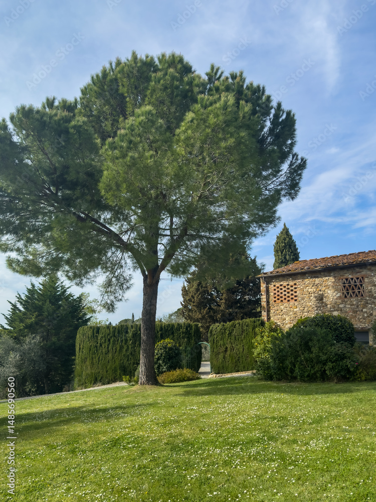 a tall tree in a lush green garden near a rustic stone house under a clear blue sky in Tuscany a tall tree in a lush green garden near a rustic stone house under a clear blue sky in Tuscany