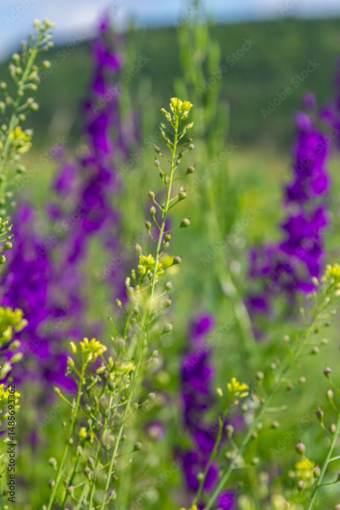 Obraz premium Camelina microcarpa, Brassicaceae. Wild plant shot in spring