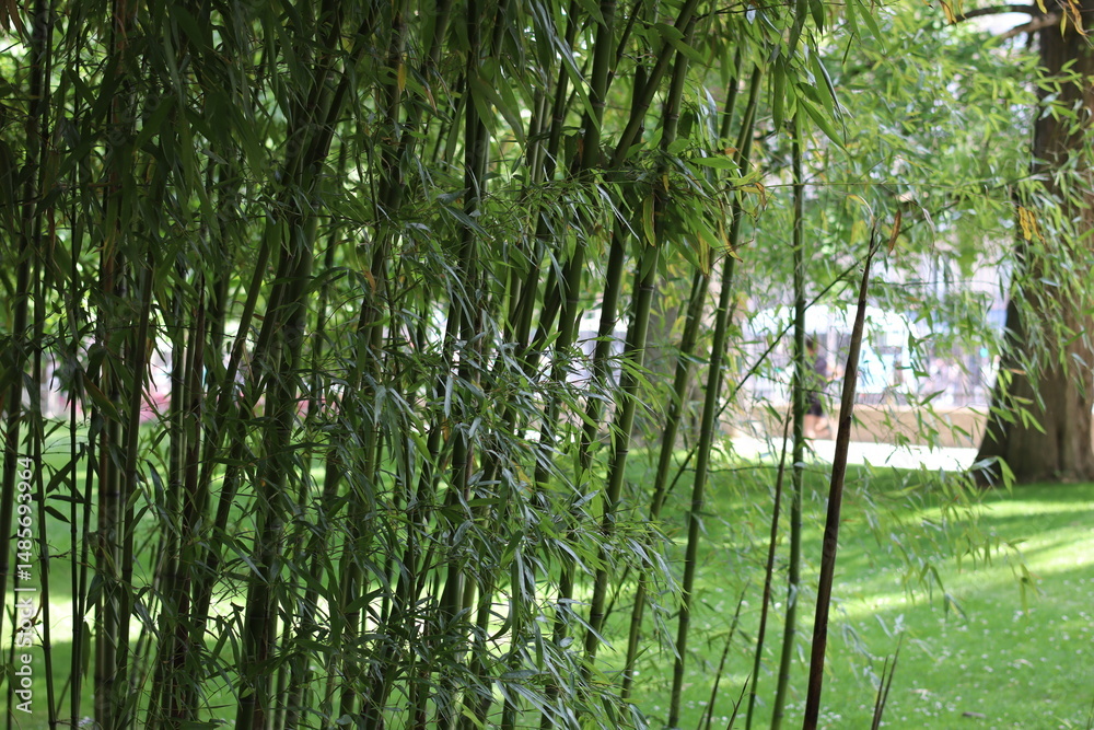 Naklejka premium Lush green bamboo grove in a serene park setting during a sunny afternoon