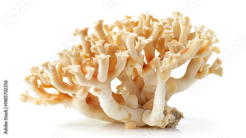 A delicate coral mushroom with branching arms, growing on a forest floor. photo