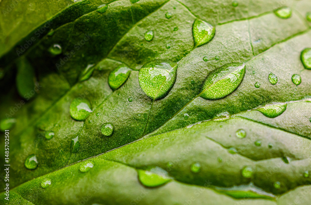 Fototapeta premium Beautiful large drop morning dew in nature, Drops of clean transparent water on leaves. Sun glare in drop. rainy season natural background