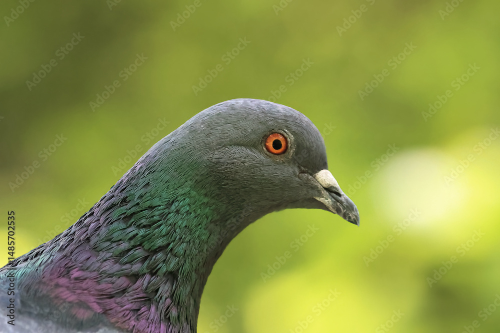 Extreme Close-Up Macro Shot Of A Feral Pigeon's Head, Highlighting Its Bright Orange Eye And Shimmering Iridescent Green And Purple Neck Feathers. Soft Green Background. Extreme Close-Up Macro Shot Of A Feral Pigeon's Head, Highlighting Its Bright Orange Eye And Shimmering Iridescent Green And Purple Neck Feathers. Soft Green Background.