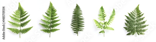 Variety of fern fronds displayed against a white background