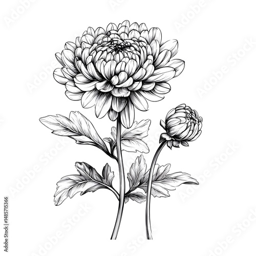 Detailed Hand Drawn Chrysanthemum Illustration on White Background for Graphic Design Projects