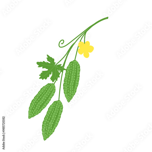 Hand drawn illustration of green bitter melon plant 