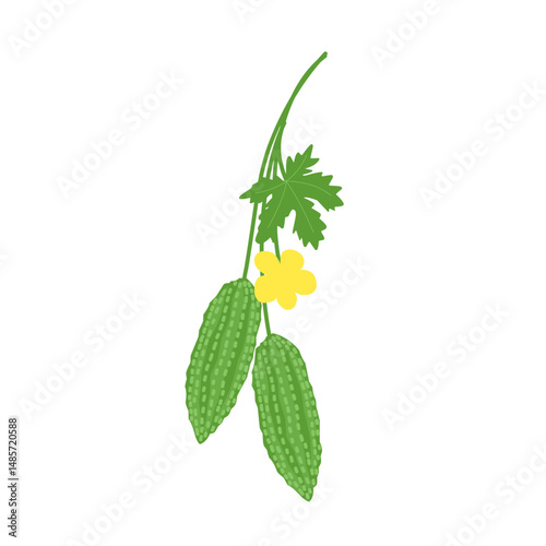 Hand drawn illustration of green bitter melon plant 