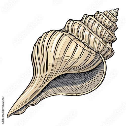 Close-up photograph of a whelk shell, showcasing its intricate, long, twisted body and pronounced ribbed pattern.  High-resolution detail is crucial.