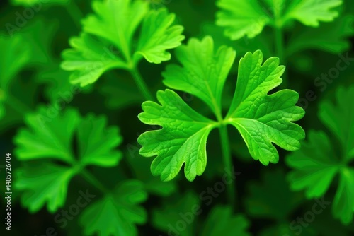 Intricate parsley leaf details, vibrant green hues, vegetable, design