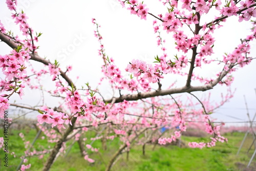 Wallpaper Mural 桃の花（新潟県） Torontodigital.ca