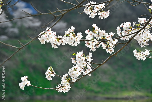 下条川ダムの桜（新潟県）