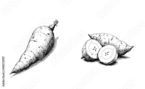 Vintage black ink sketch of sweet potatoes with close-up view slices  