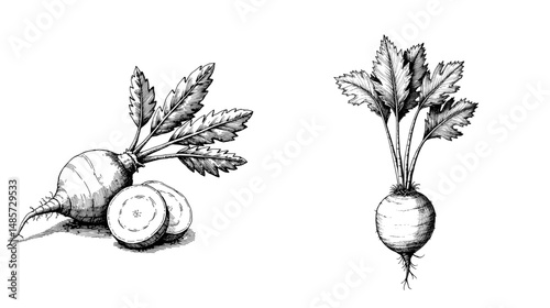 Vintage black ink sketch of sliced radish with leaves in close-up view  