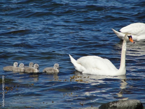 Baby swans photograph taken in Hanko, Finland photo