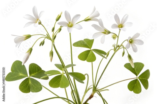 Wallpaper Mural A fresh green plant with leaves and a stem is isolated on a white background, showcasing its natural growth Torontodigital.ca