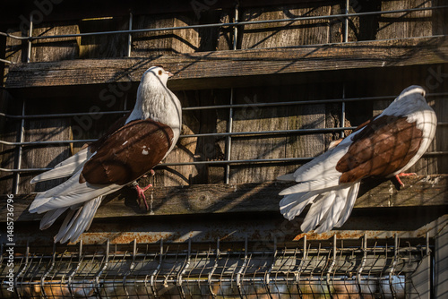 racing pigeon photo
