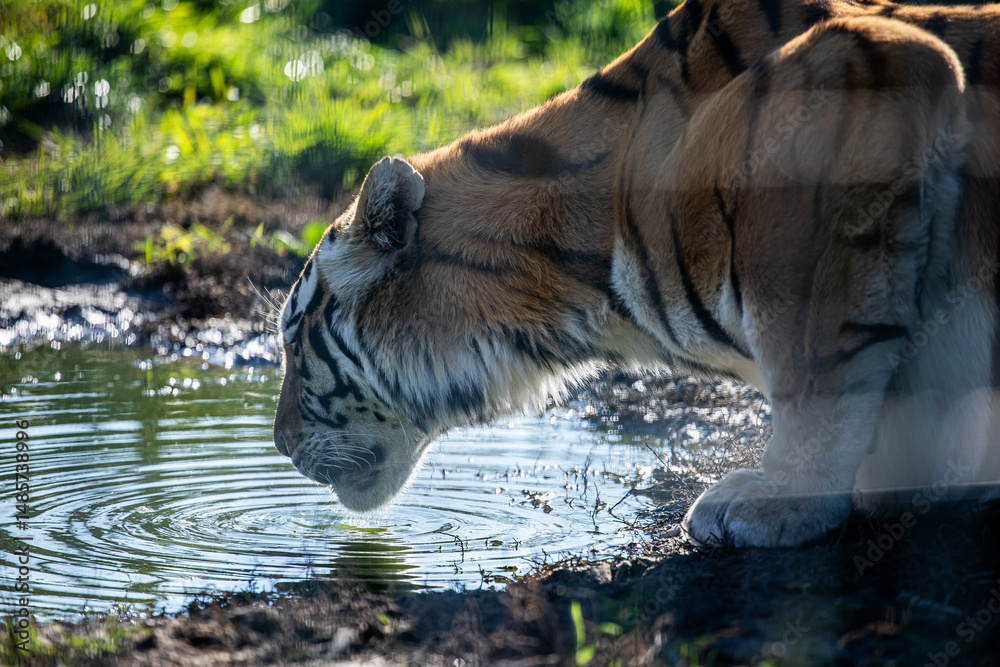 Naklejka premium Tiger
