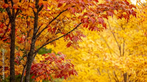 Wallpaper Mural Vibrant Autumn Leaves Displaying Red and Yellow Colors With Soft Bokeh Background In Natural Forest Setting Torontodigital.ca