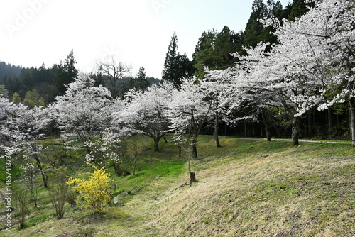 下条川ダムの桜（新潟県）