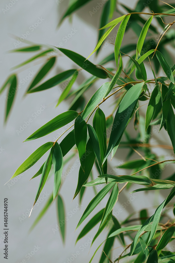 Fototapeta premium Green bamboo leaves on light grey background. 
