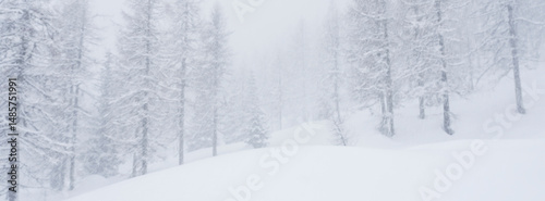 Snow-covered trees in a blizzard, with a thick blanket of snow on the ground. The scene is monochromatic, dominated by white and gray tones. San Pellegrino Pass, Fiamme Valley, Trentino, Italy. T