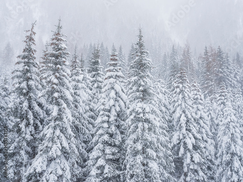 Snow-covered fir trees in a dense forest, with fog obscuring the background. San Pellegrino Pass, Fiamme Valley, Trentino, Italy. The scene evokes a sense of quiet and cold. photo