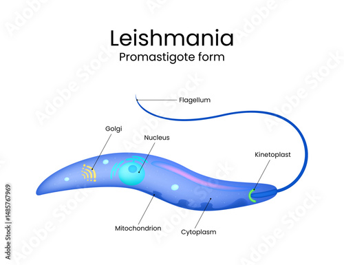 Promastigote Form of Leishmania Parasite