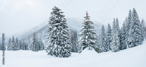 Snowy landscape with evergreen trees and mountains in the background. Fuciade Valley, San Pellegrino Pass, Trentino, Italy. A tall, snow-covered fir tree stands prominently in the foreground.