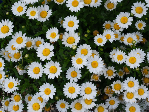 Dense Bloom of North Pole Daisies in Early Spring Garden