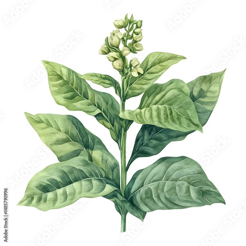 Detailed Watercolor Botanical Illustration of Tobacco Plant for Graphic Design Projects