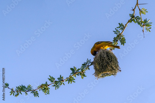 Webervogel beim Nestbau in einem Baum